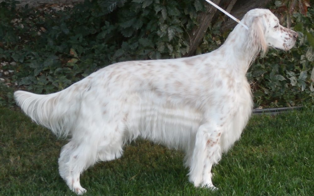 Briarstone English Setters
